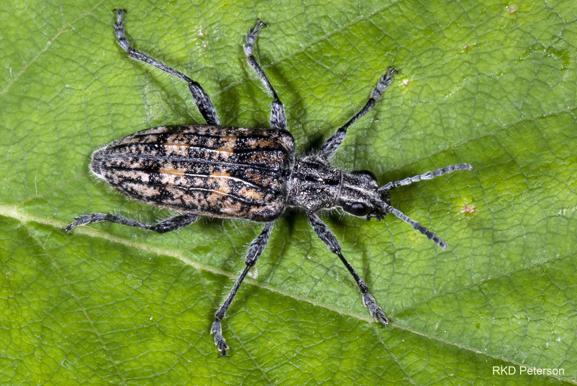 Rhagium inquisitor