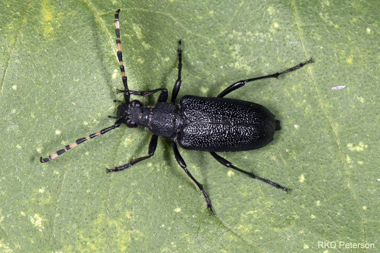 Stictoleptura canadensis cribripennis