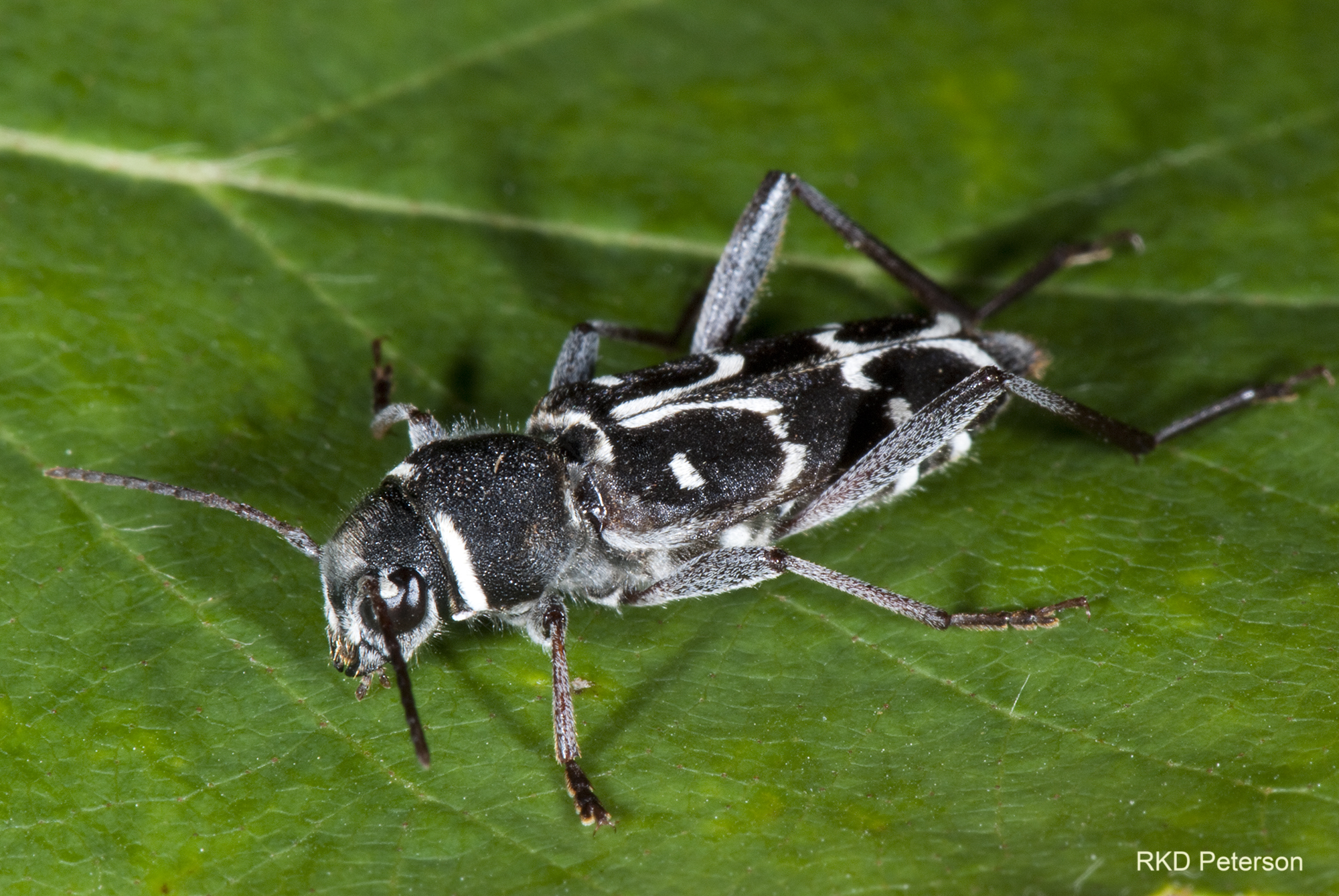 Xylotrechus longitarsis