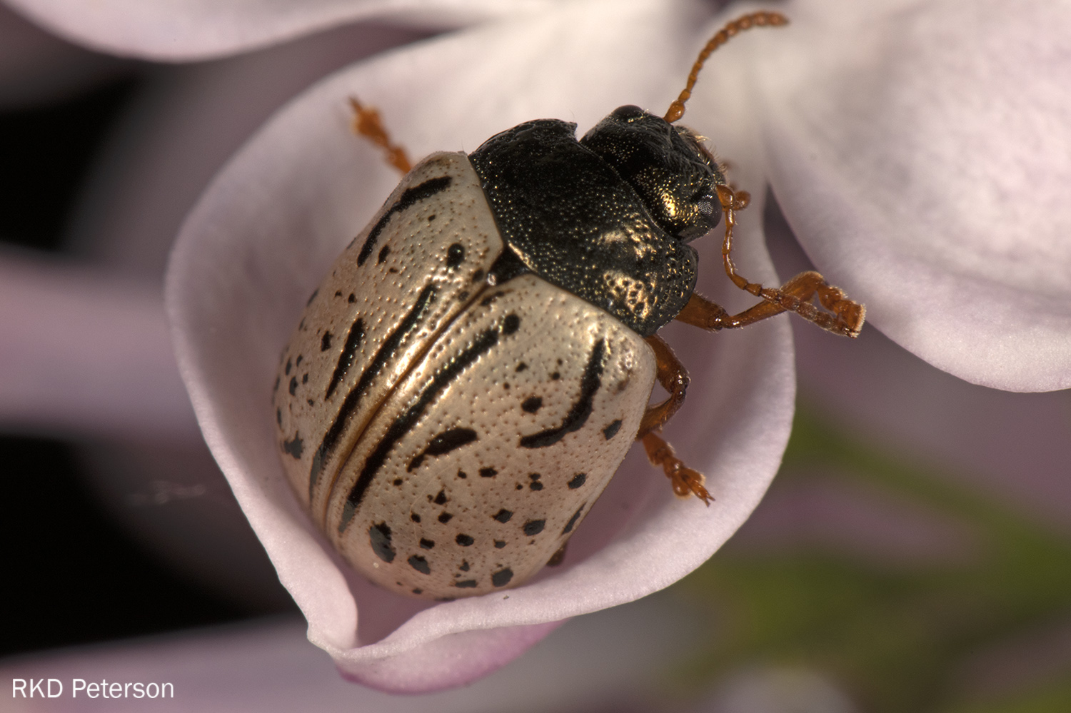 Calligrapha sp.