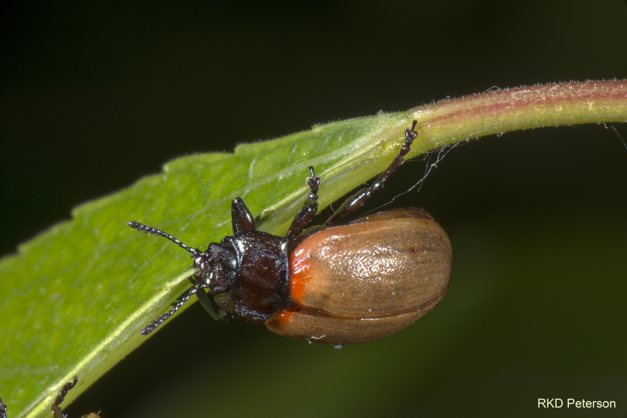 Chrysoma sp.