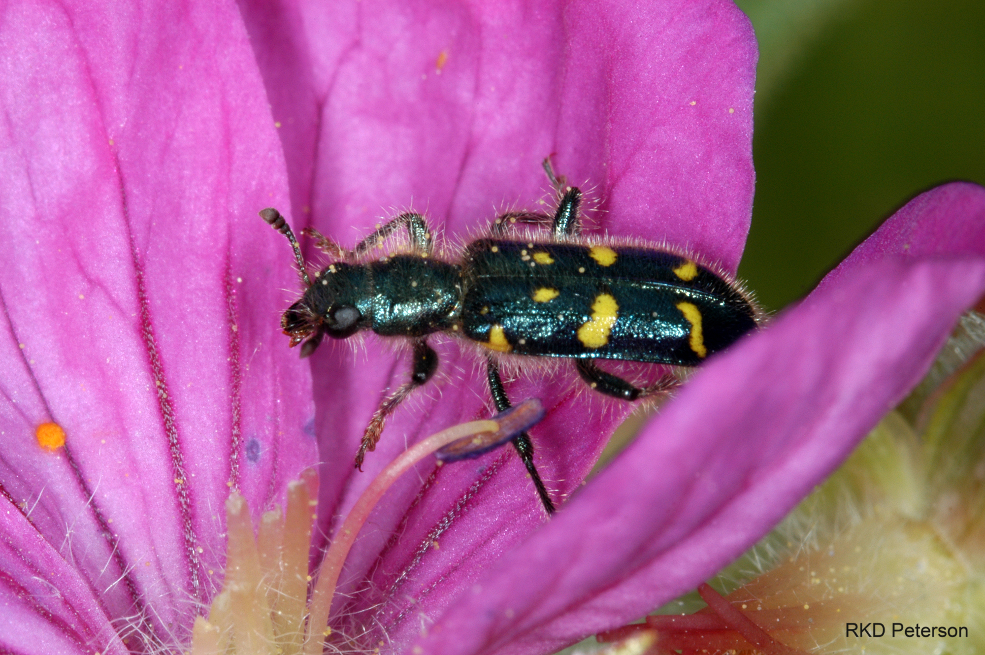 Trichodes ornatus