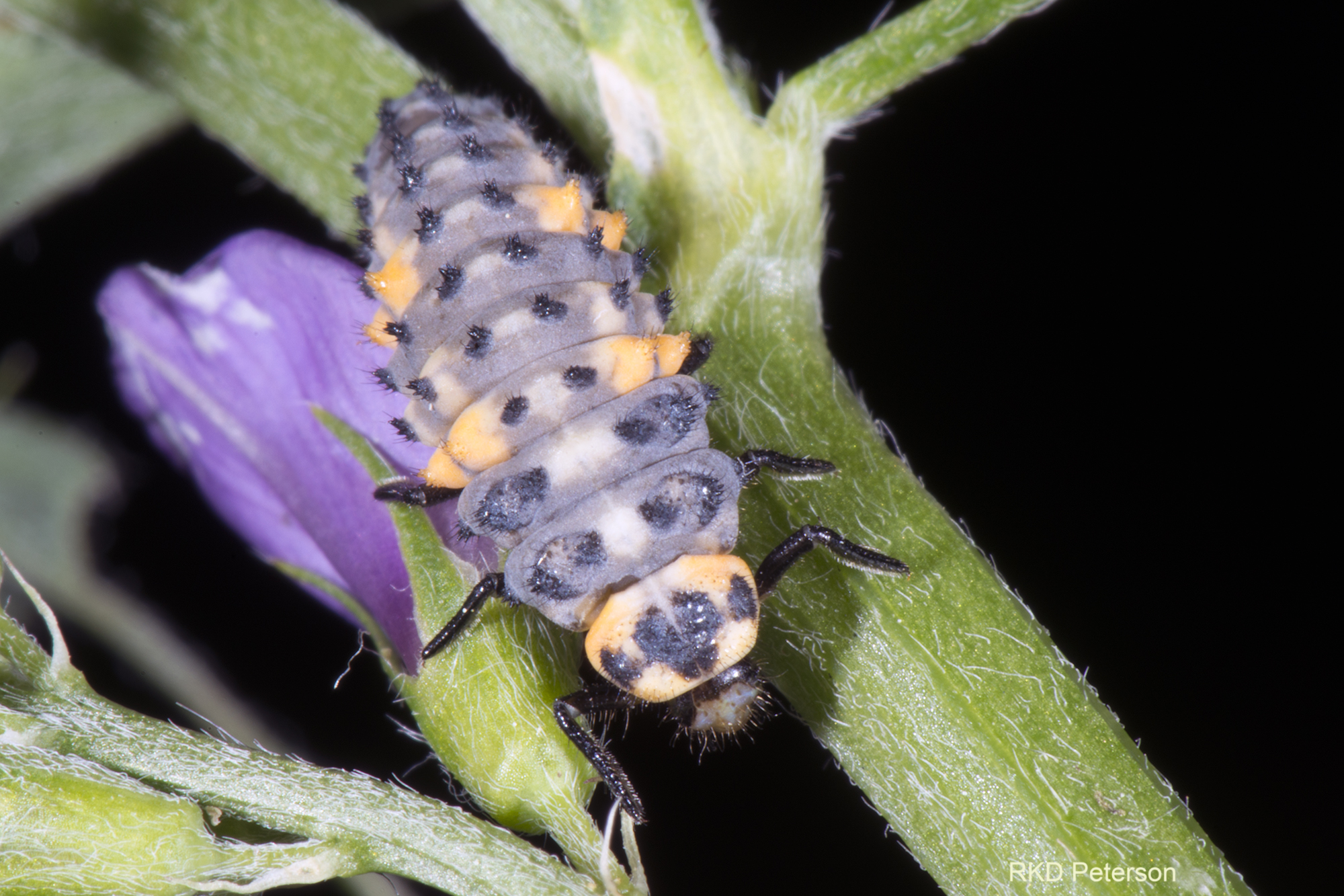 coccinellid sp.