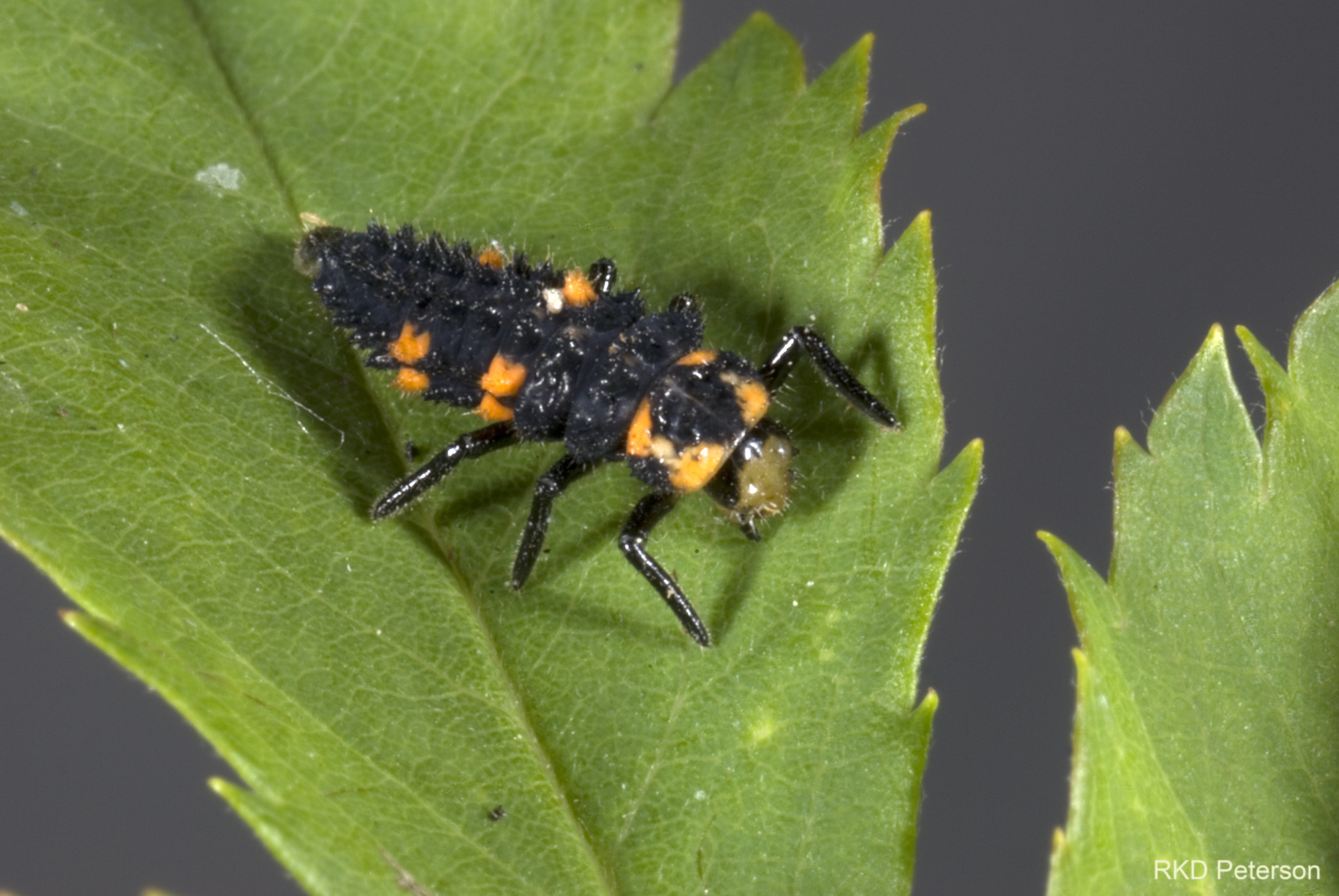 coccinellid sp.