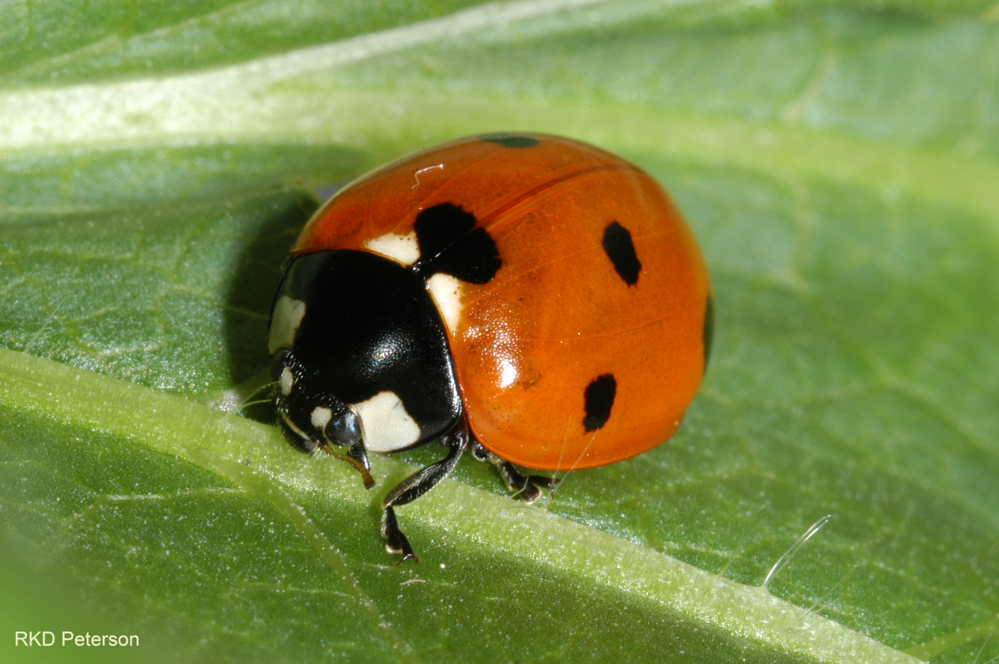 Coccinella septempunctata