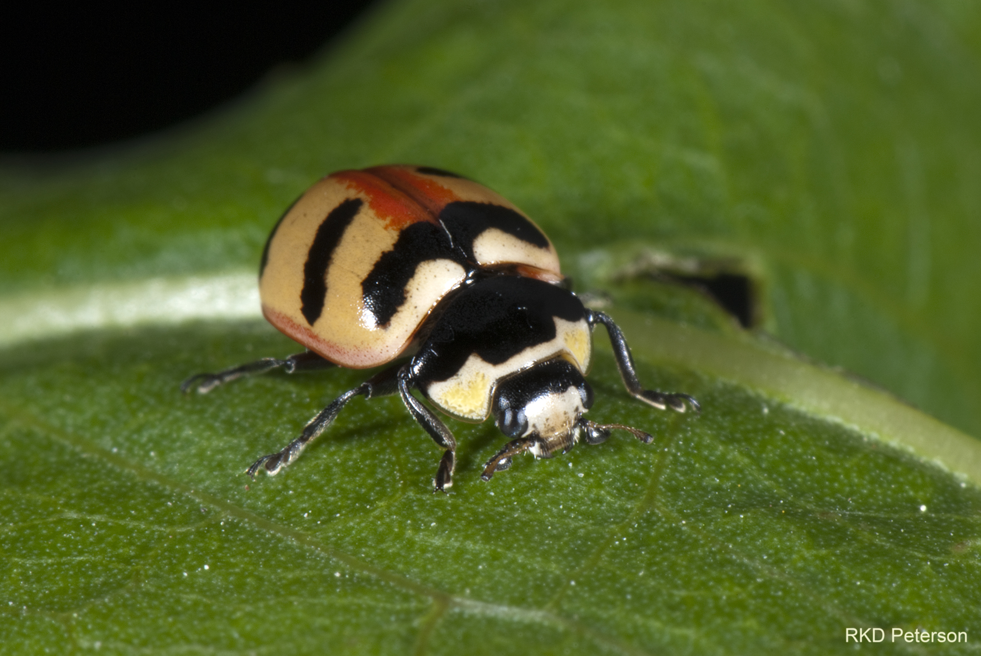 Coccinella trifasciata