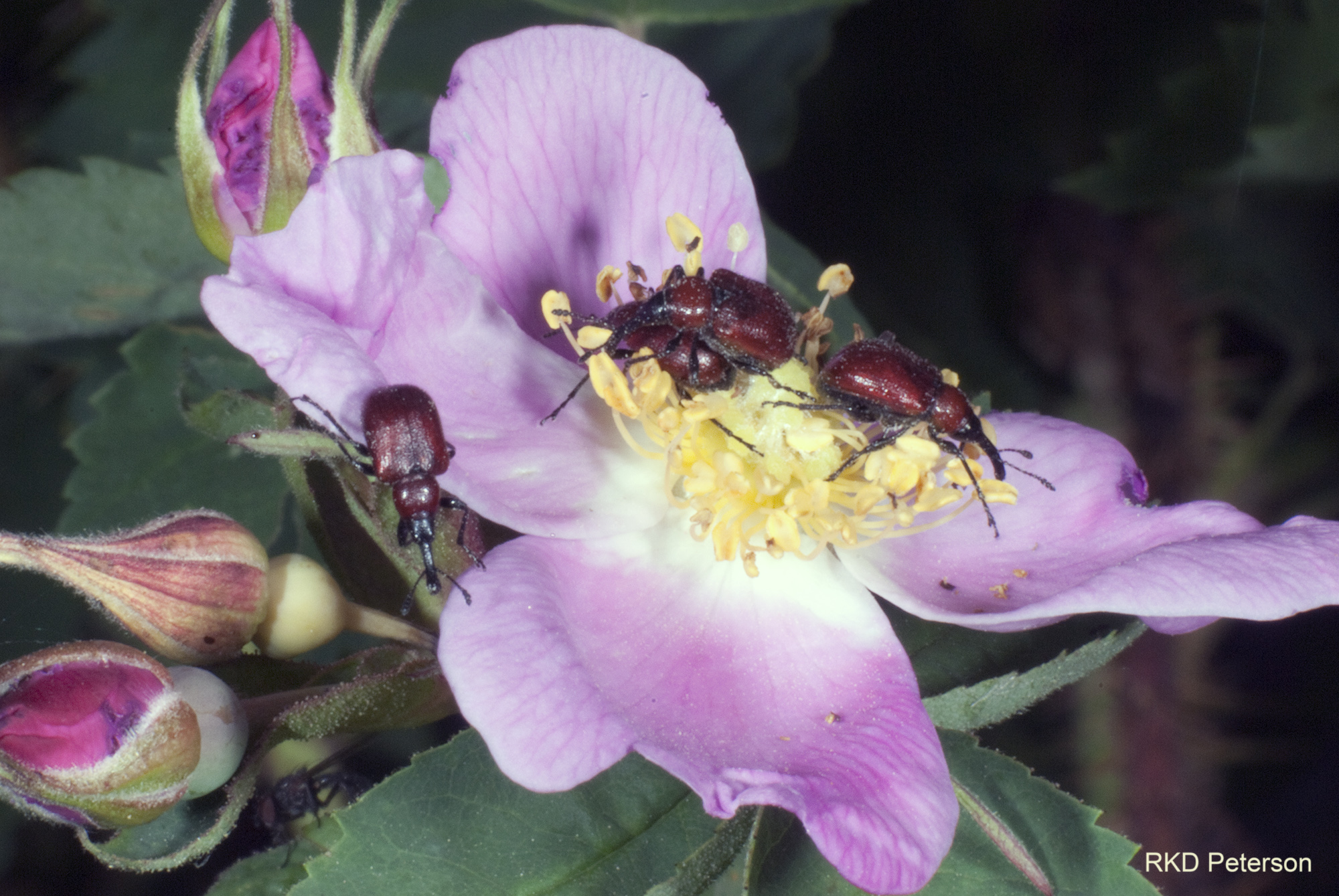 Merhynchites bicolor