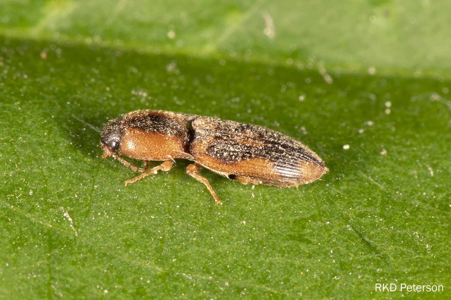 Aeolus sp.