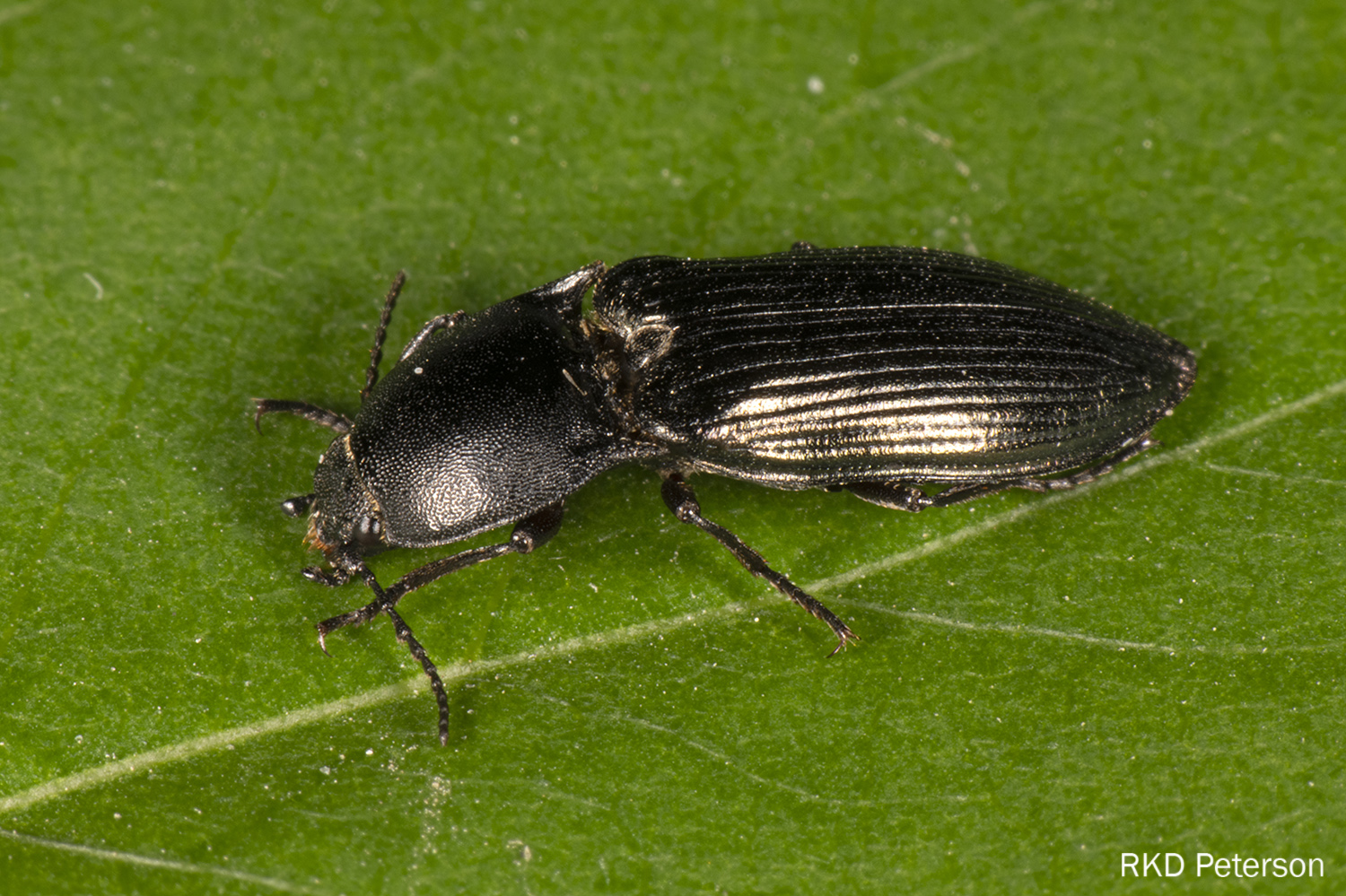 Selastomus sp.