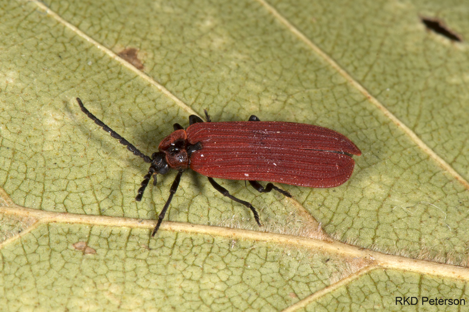 Dictyoptera aurora