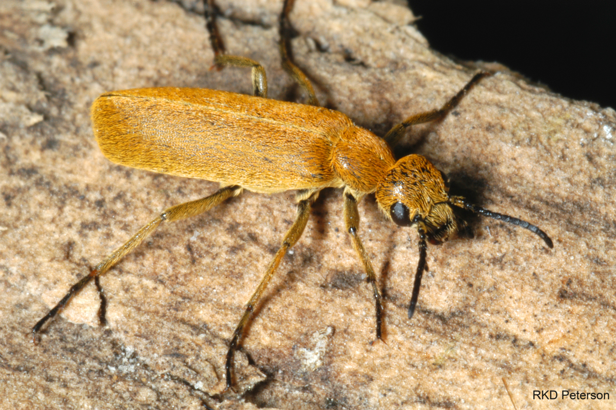 Epicauta ferruginea