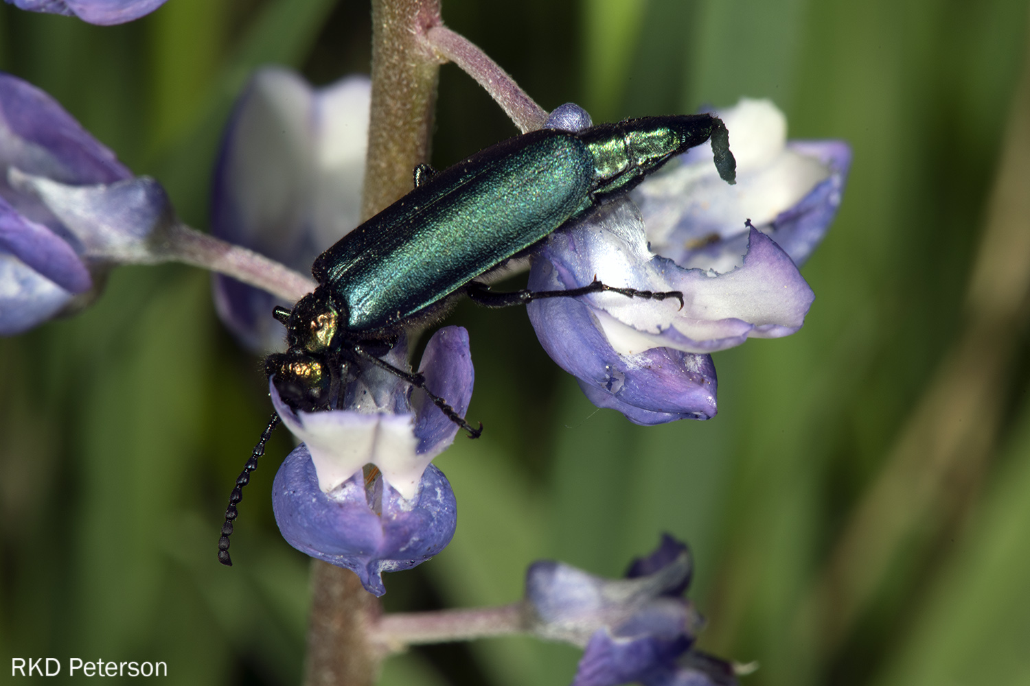 Lytta cyanipennis