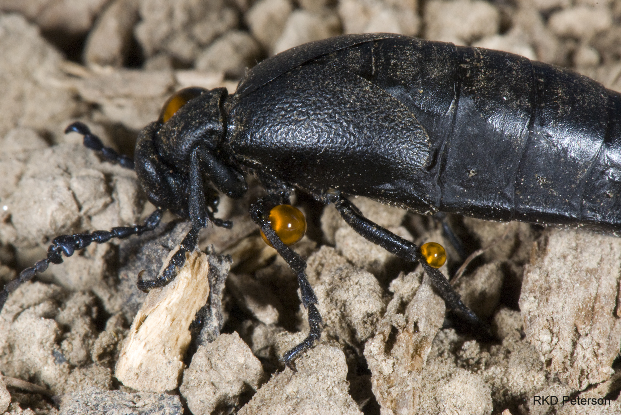 Melo angusticollis