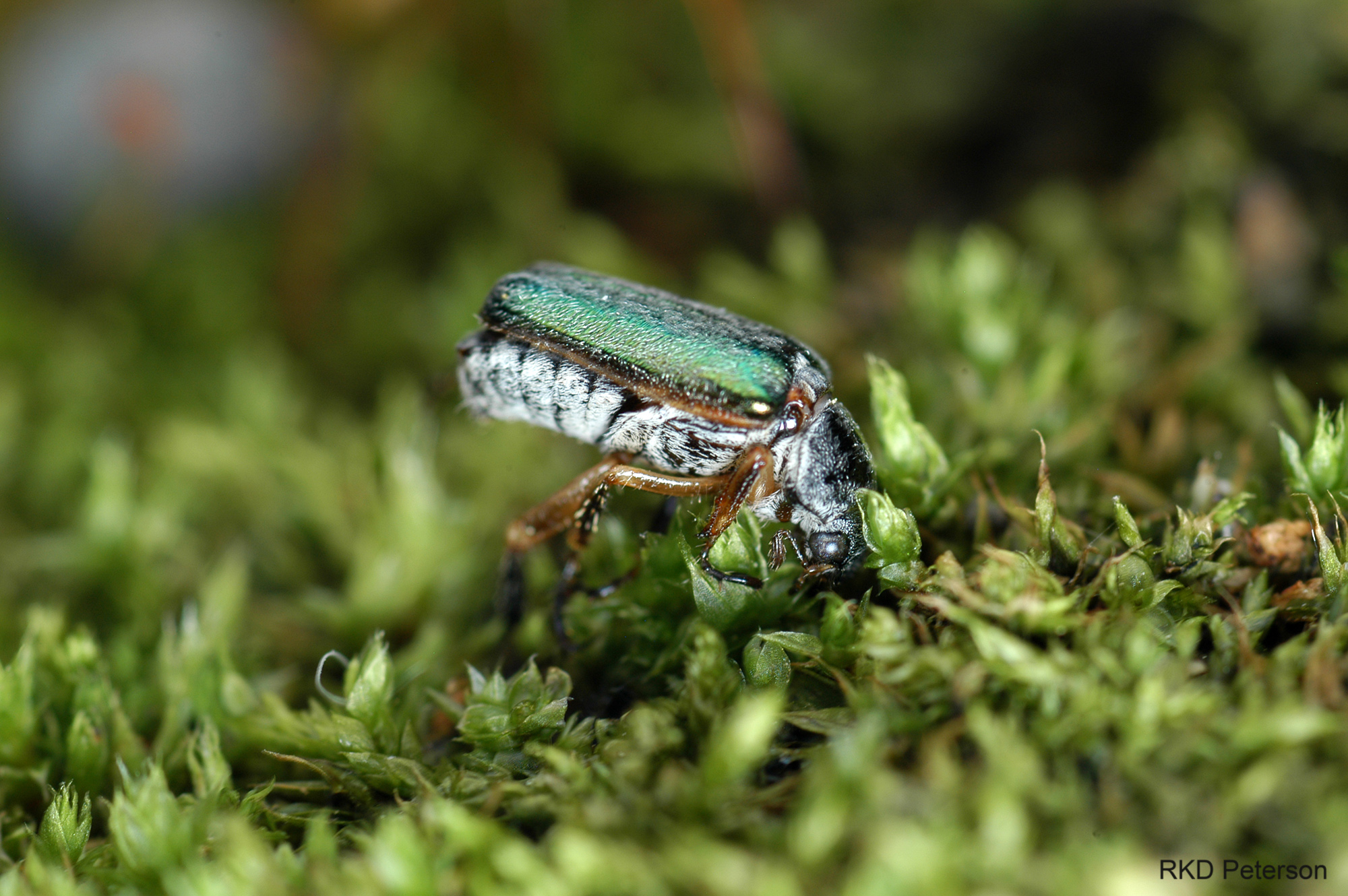 Dichelonyx sp.