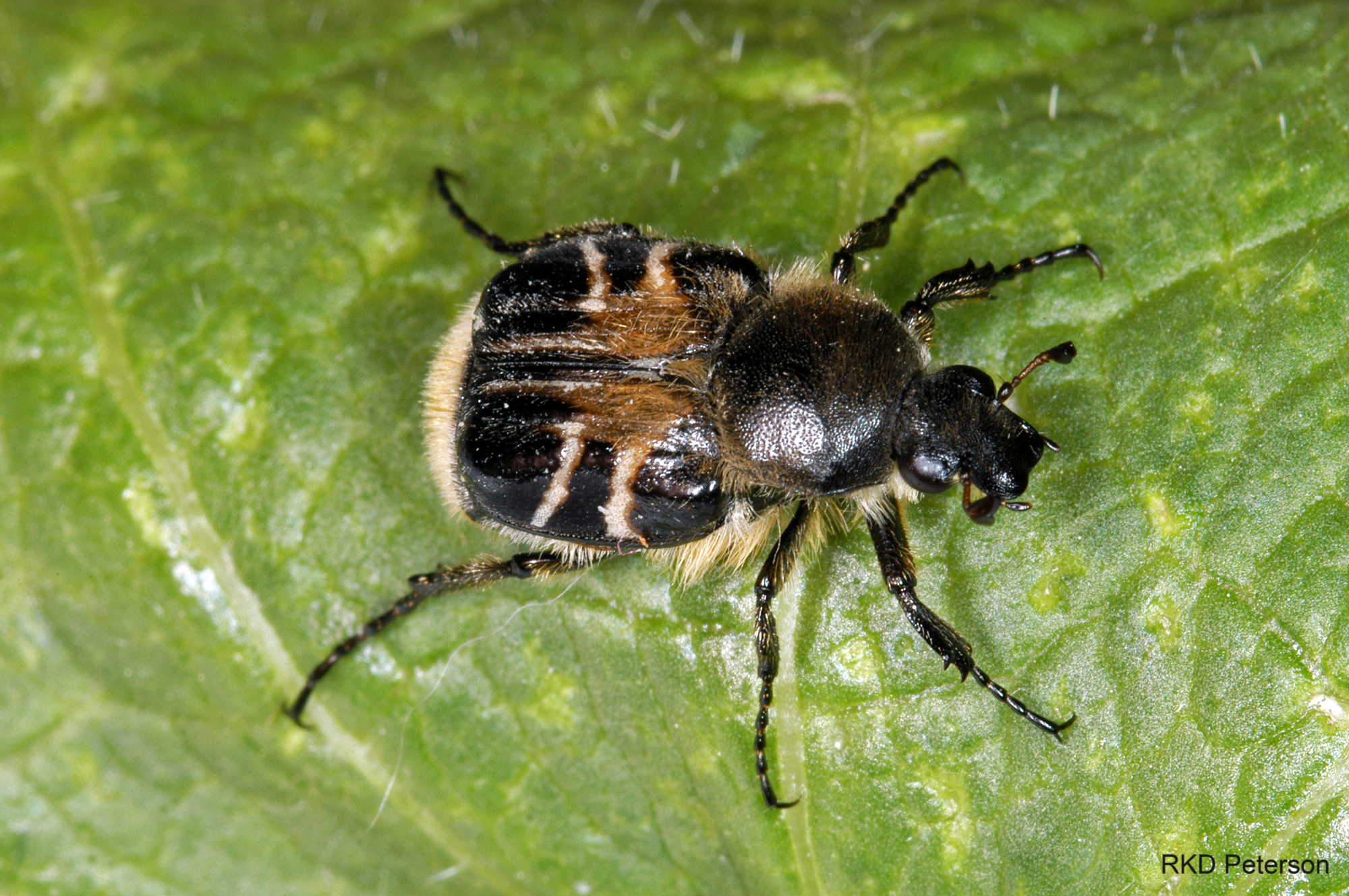 Trichiotinus assimilis