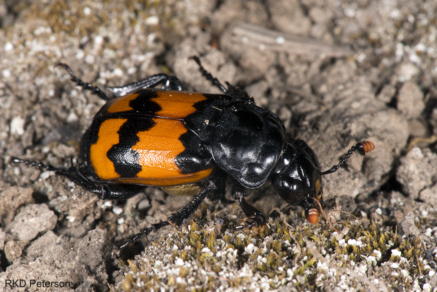 Nicrophorus marginatus