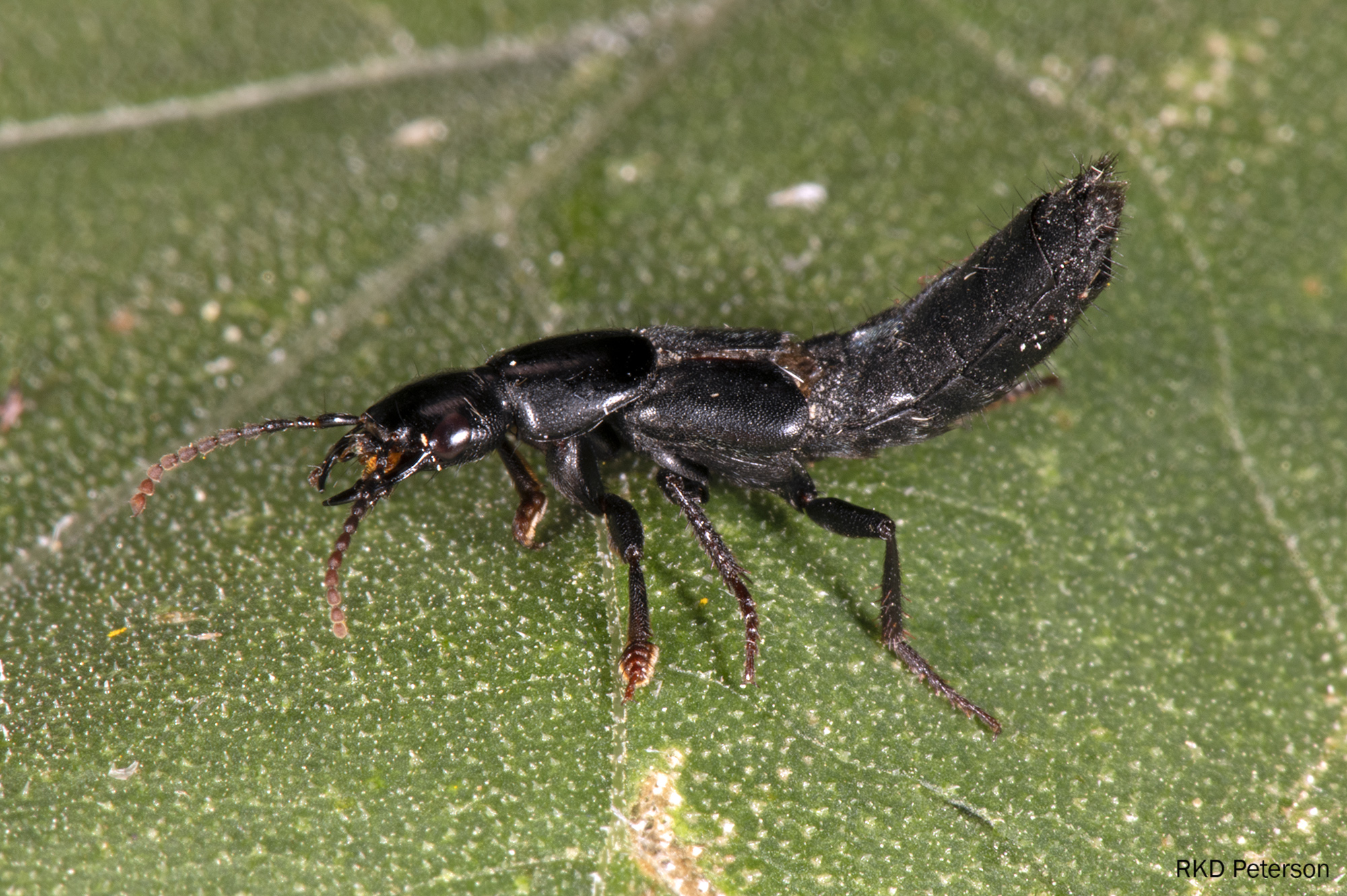 staphylinid