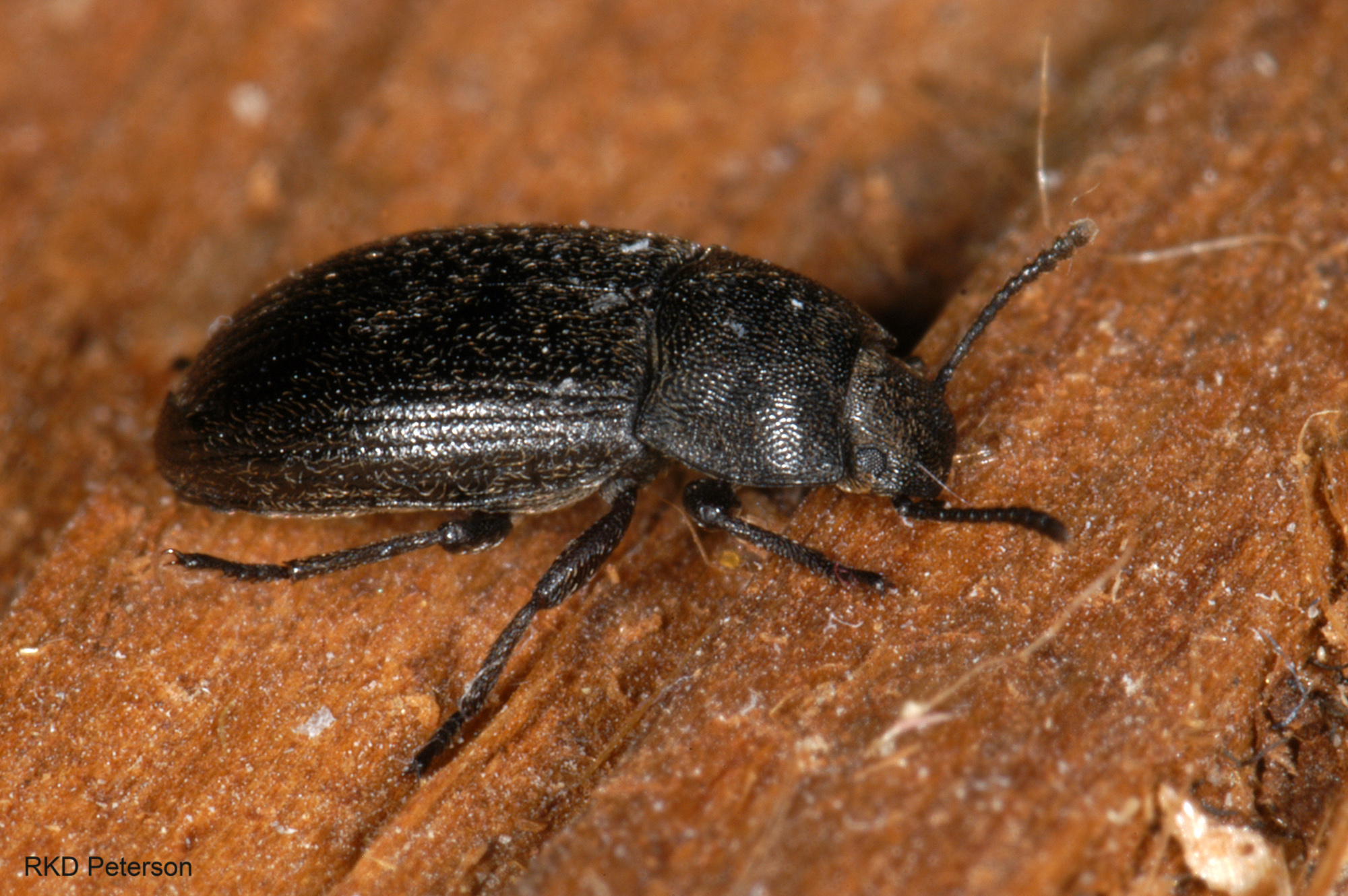 Blapstinus sp.