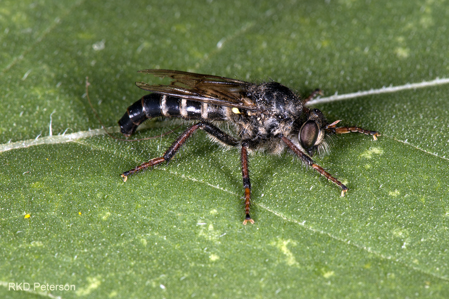 Coleomyia sp
