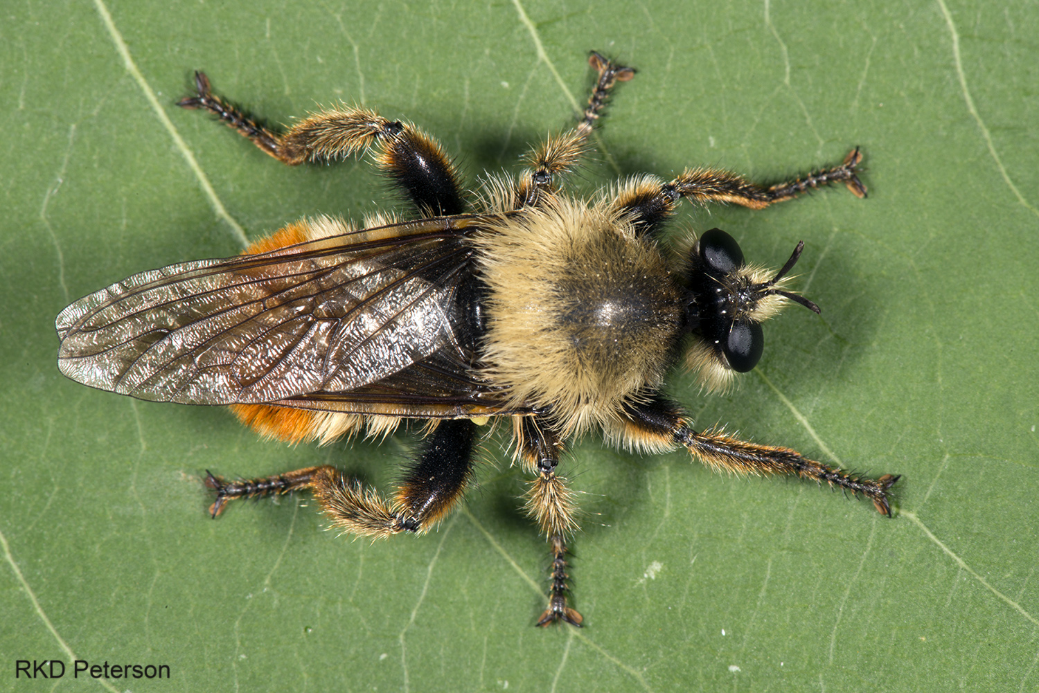 Laphria sp.