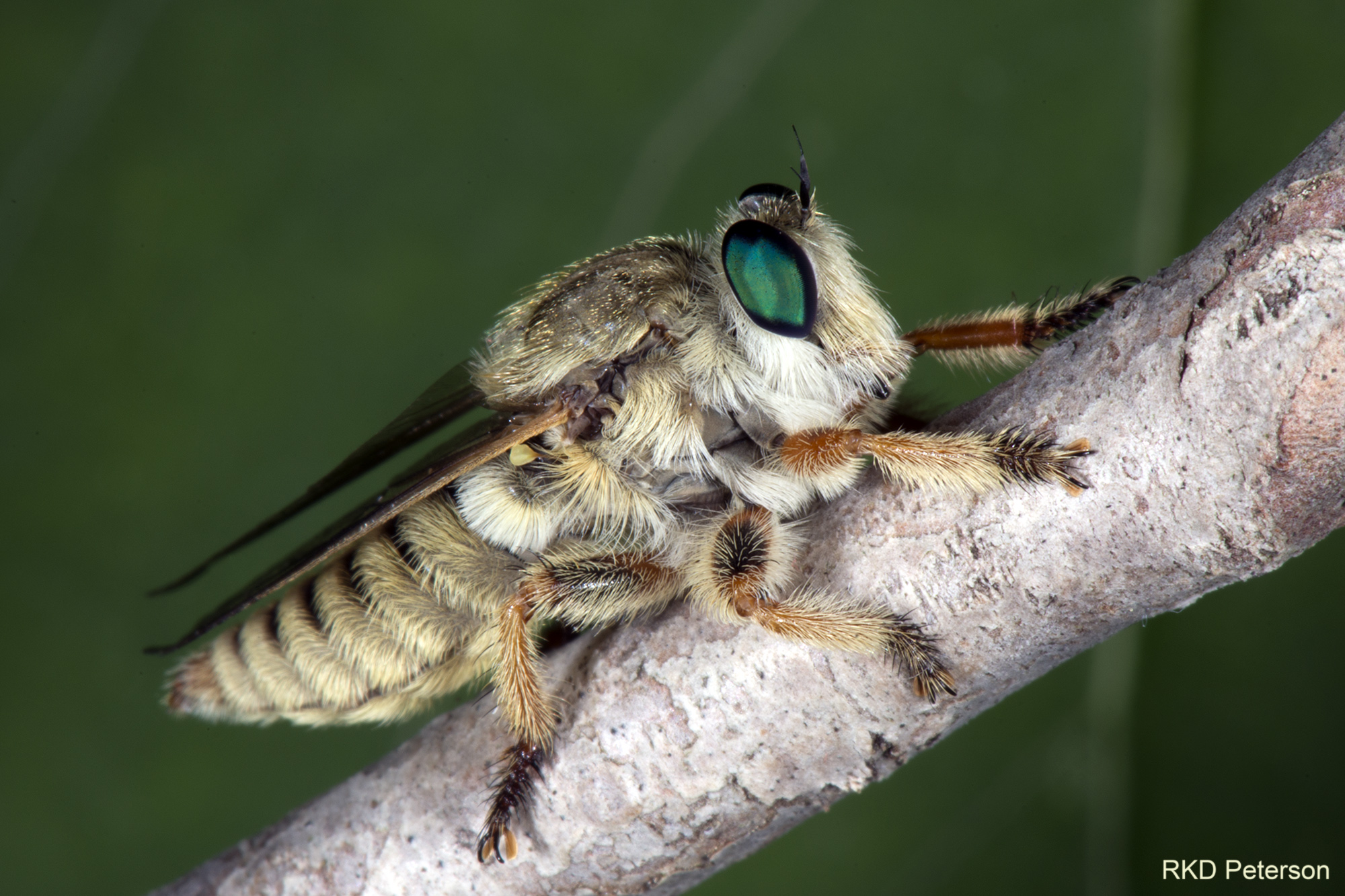 Mallorphorina sp.