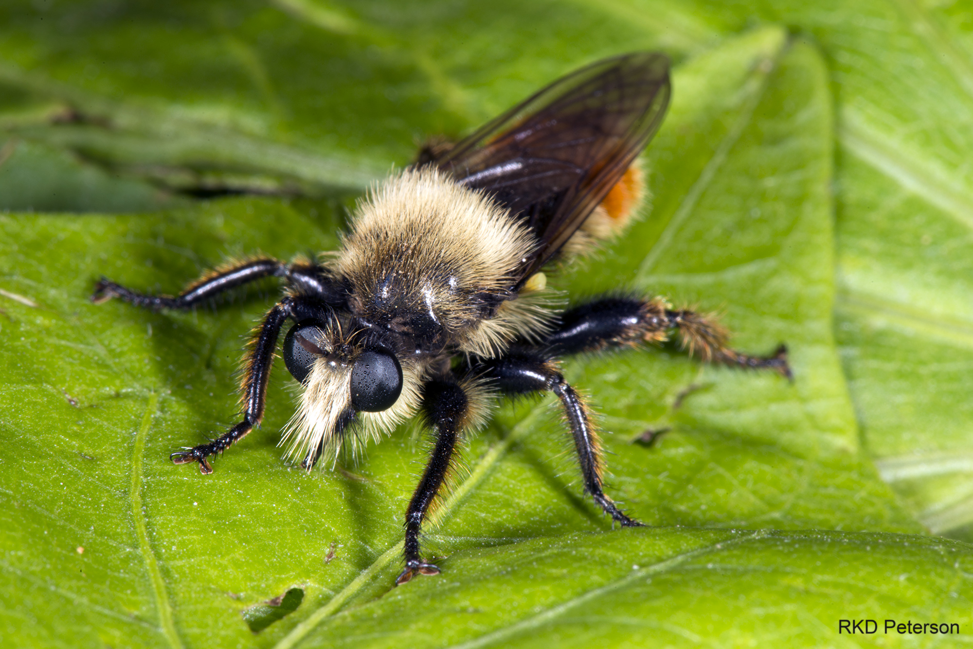 Laphria sp.