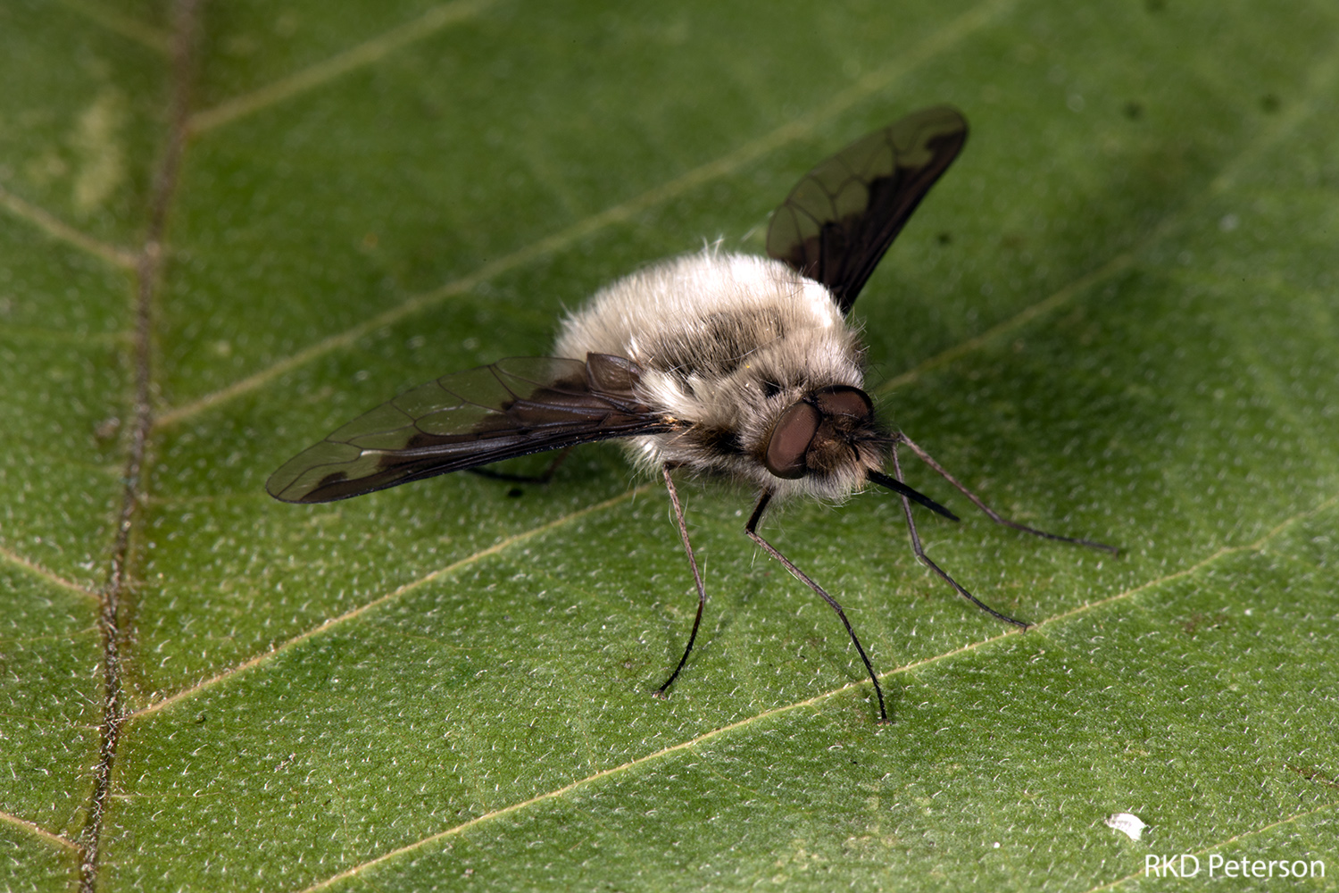 Bombylius major