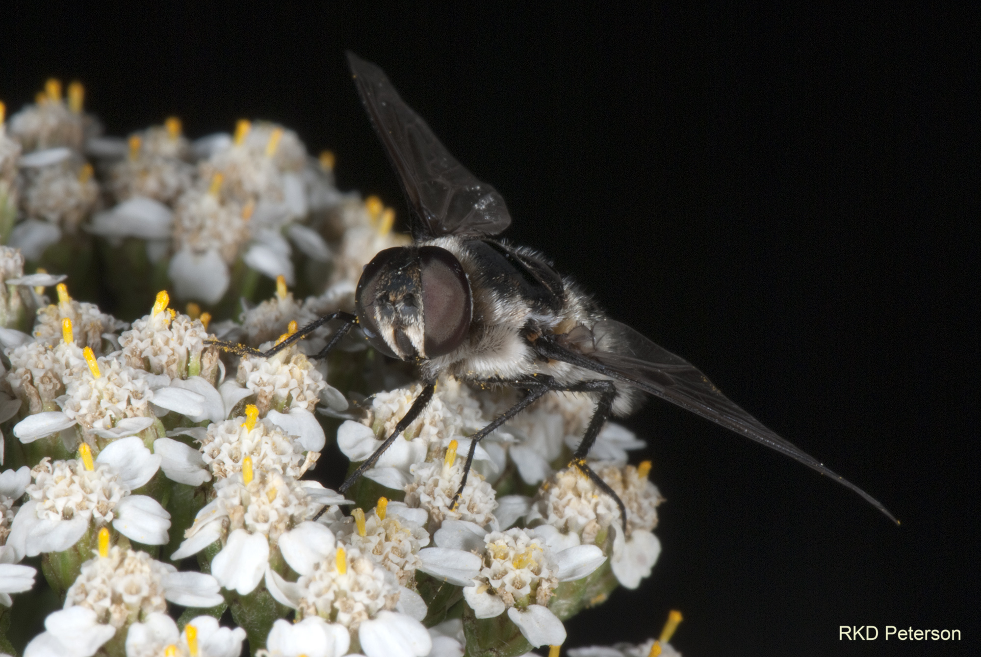 bombyliid sp.