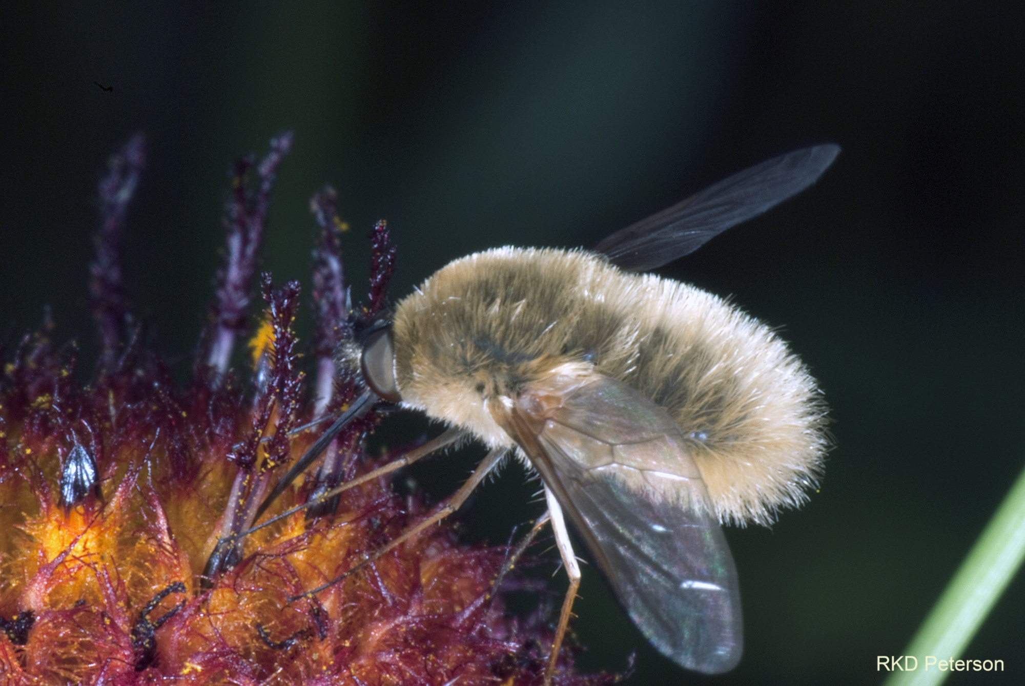 bombyliid sp.