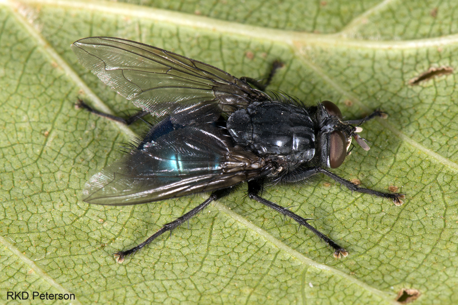 Phormia sp.