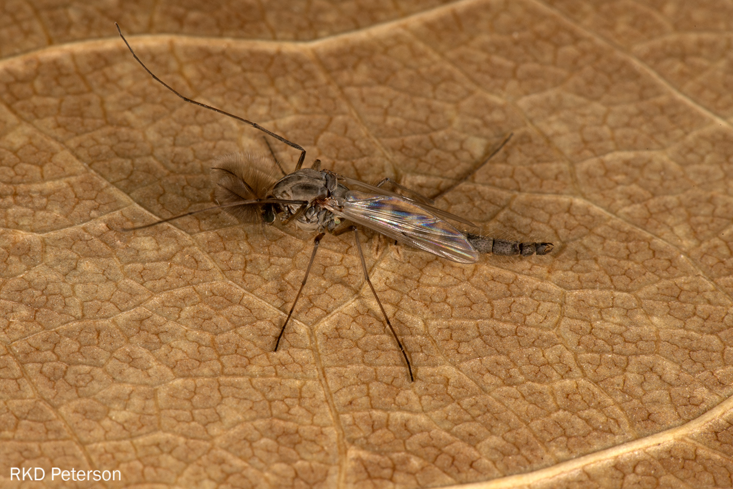 chironomid sp.