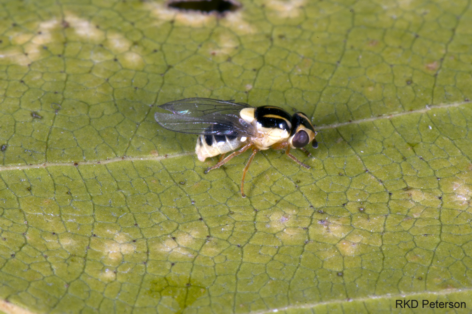 chloropid sp.