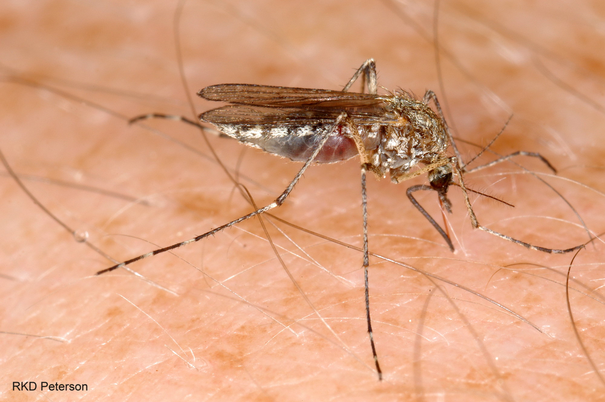 Aedes vexans