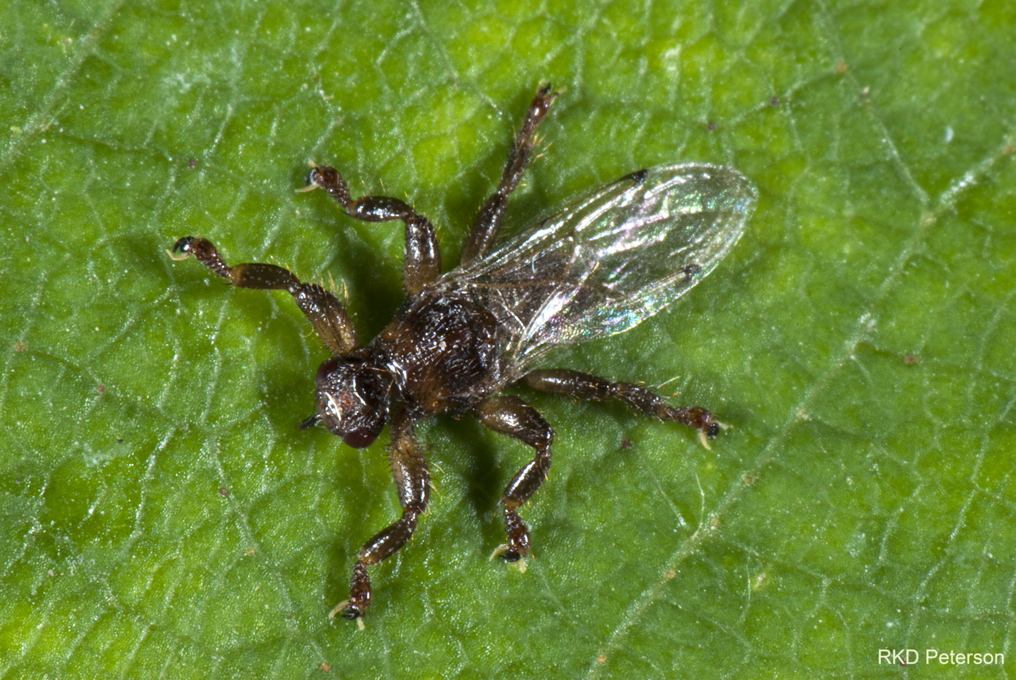 hippoboscid sp.