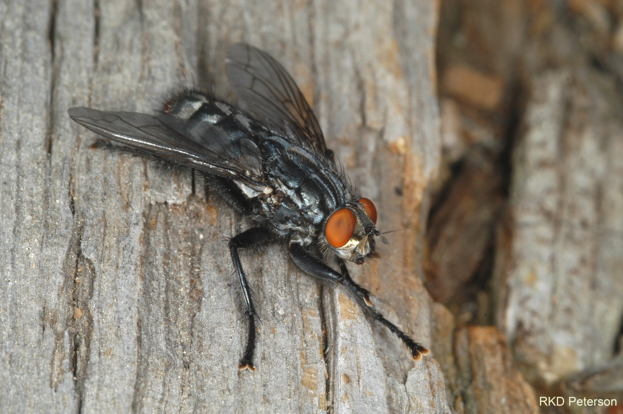 sarcophagid sp.