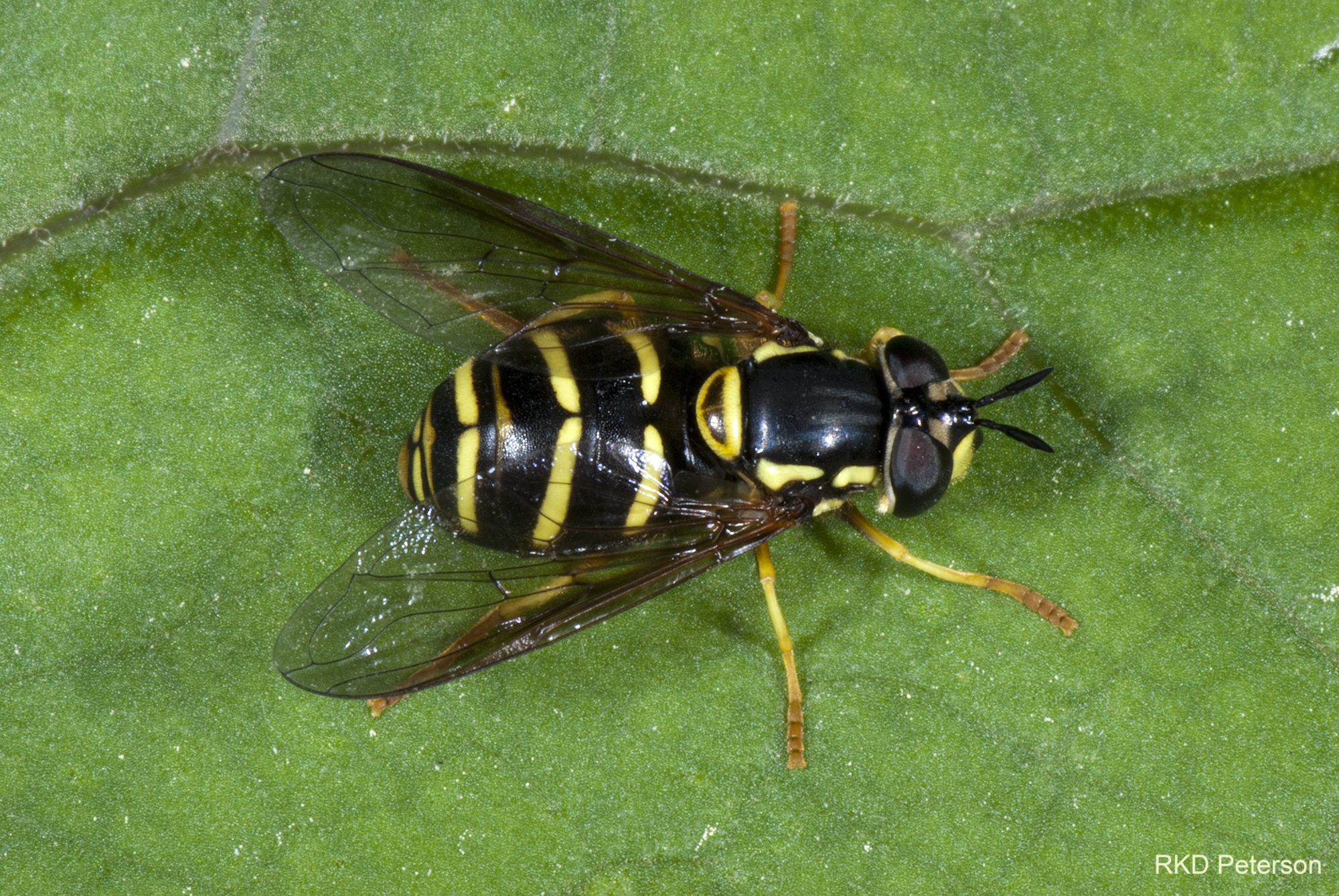 Chrysotoxum sp.