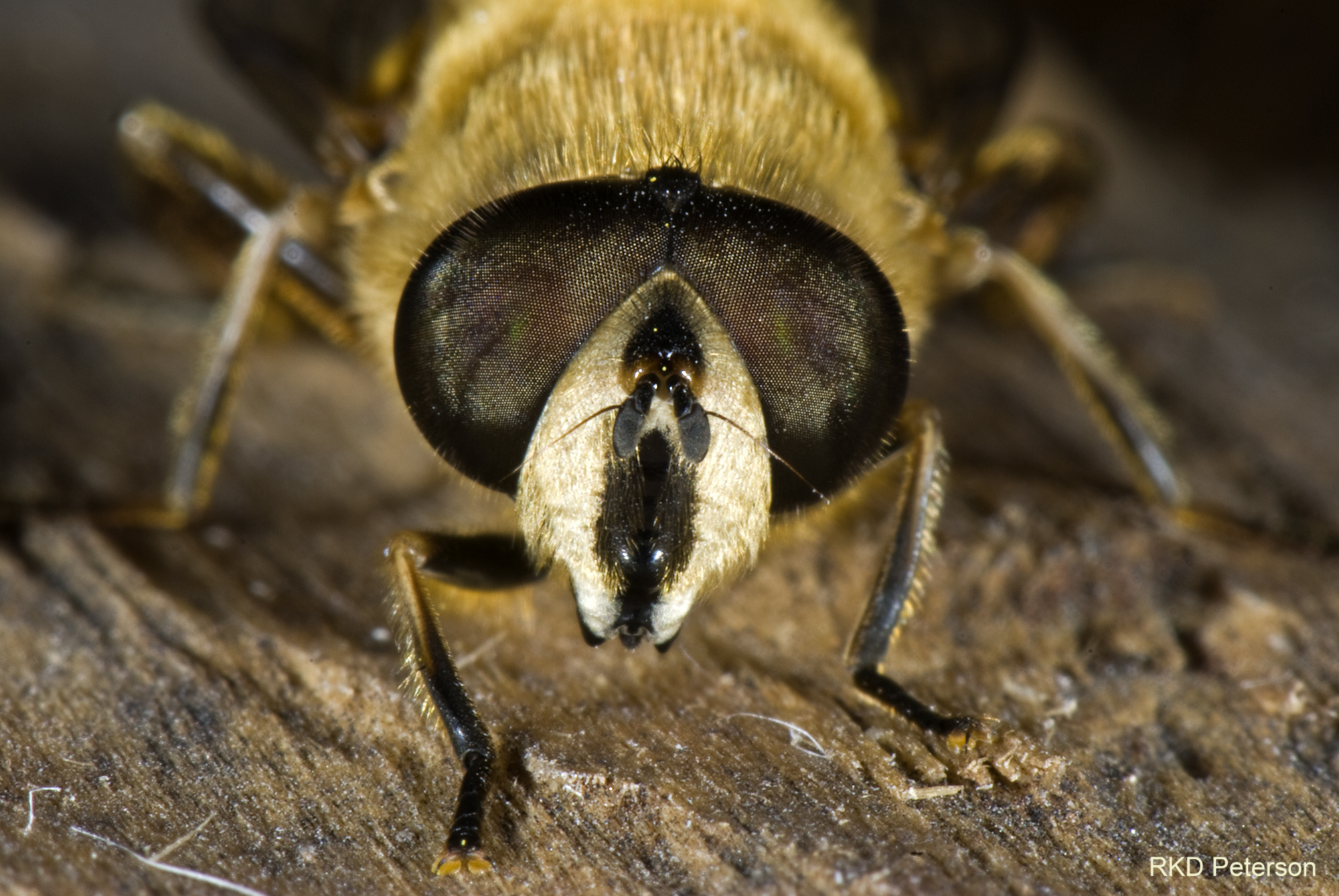 Eristalis flower fly