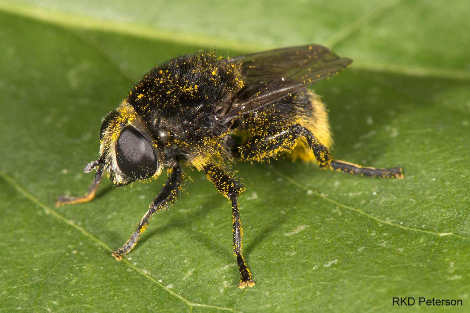 Merodon equestris