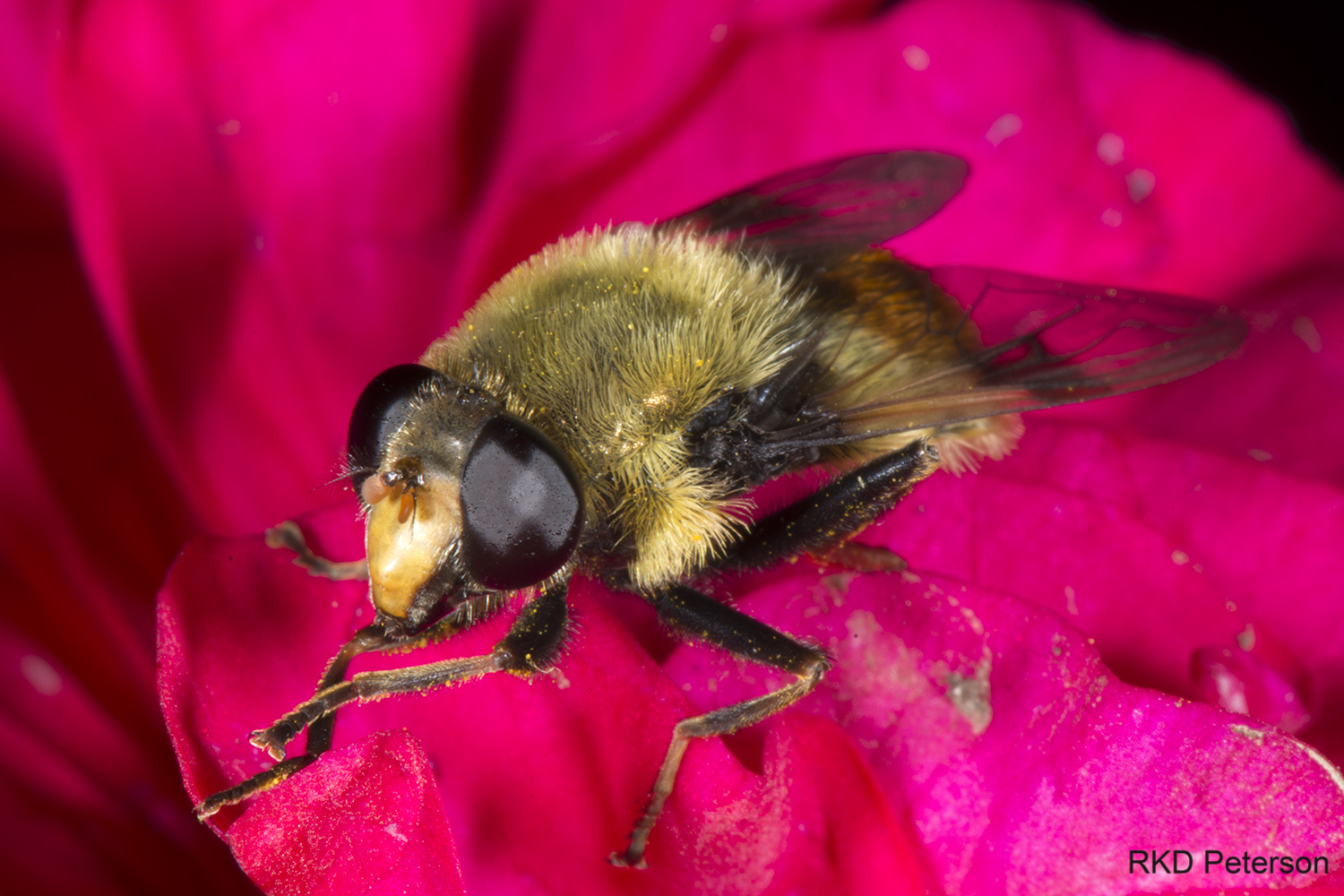 Sericomyia sp.