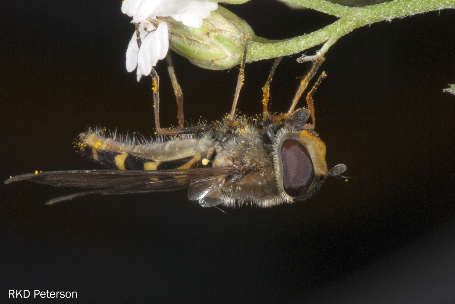 Syrphus ribesii