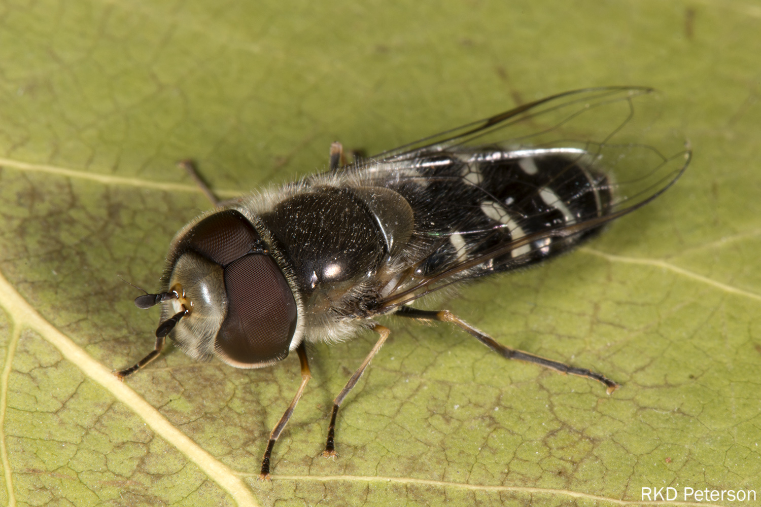 Syrphus sexmaculatus