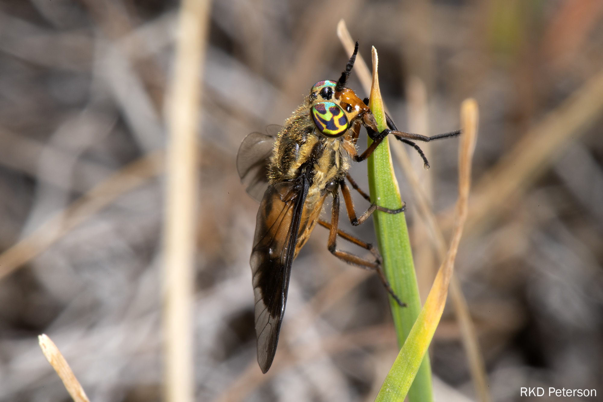 Chrysops sp.