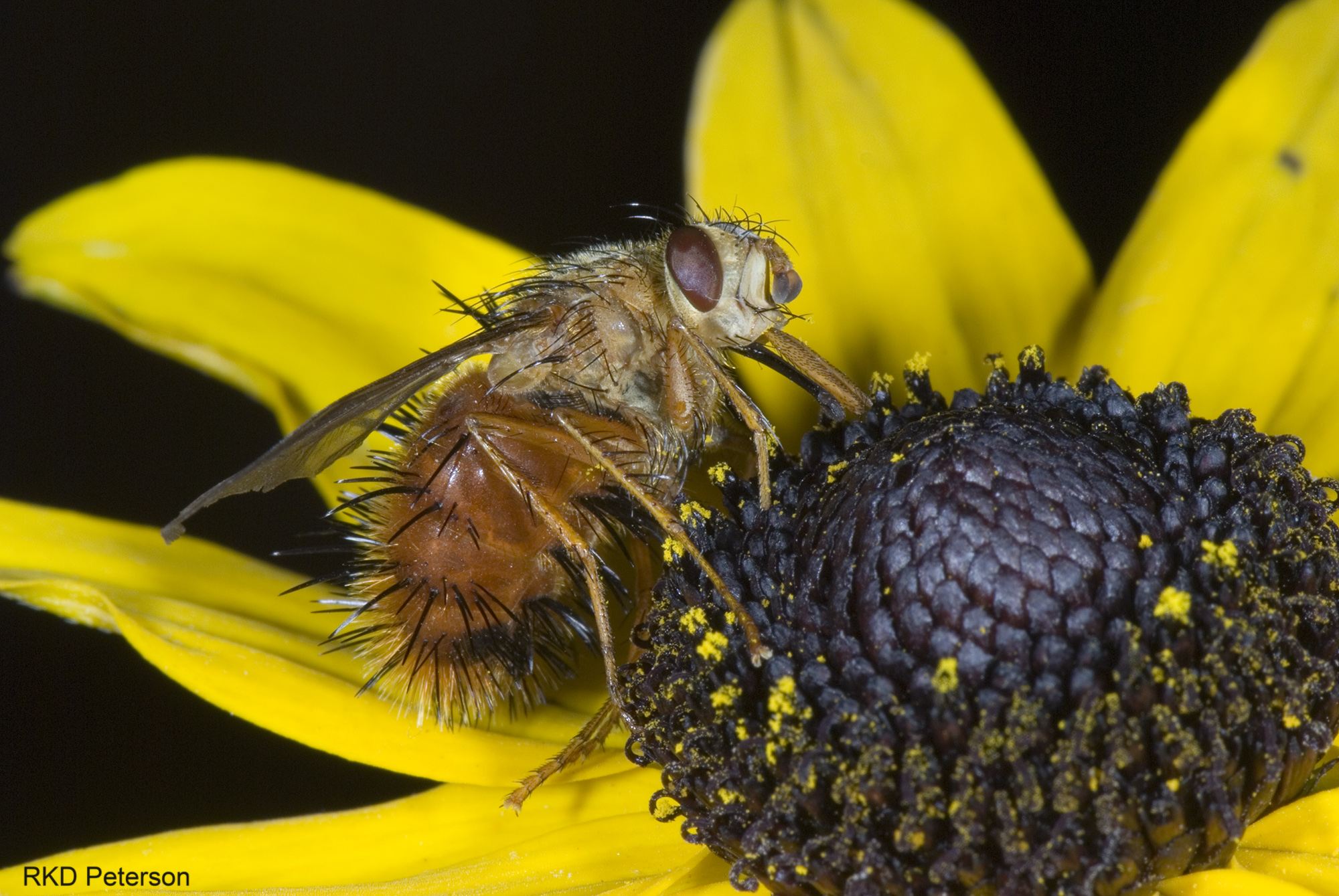 Adejeania vexatrix