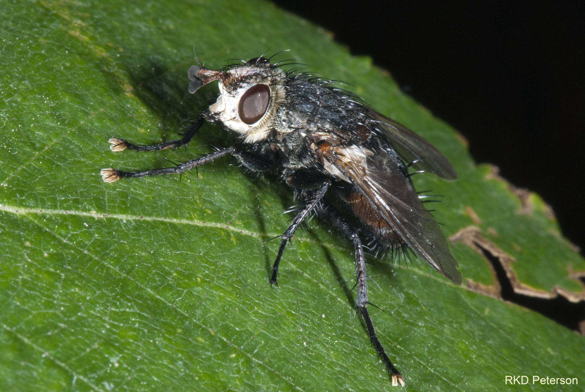 tachinid sp.