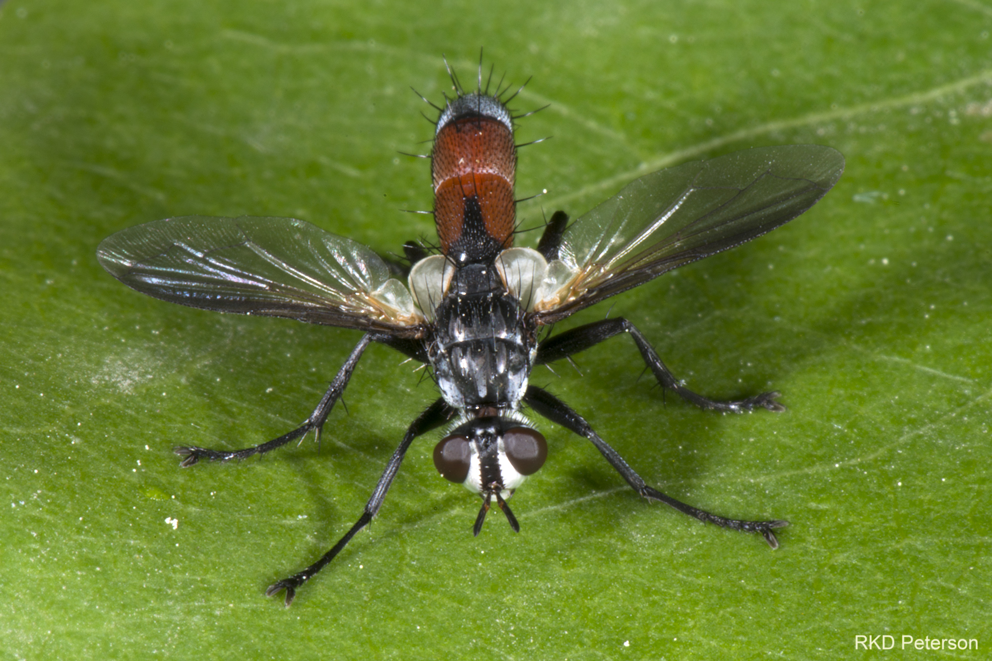 Cylindromyia sp.