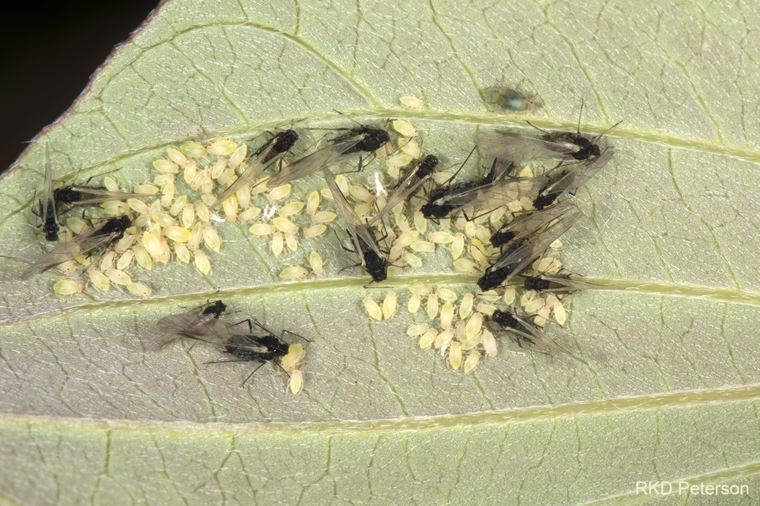 aphid sp