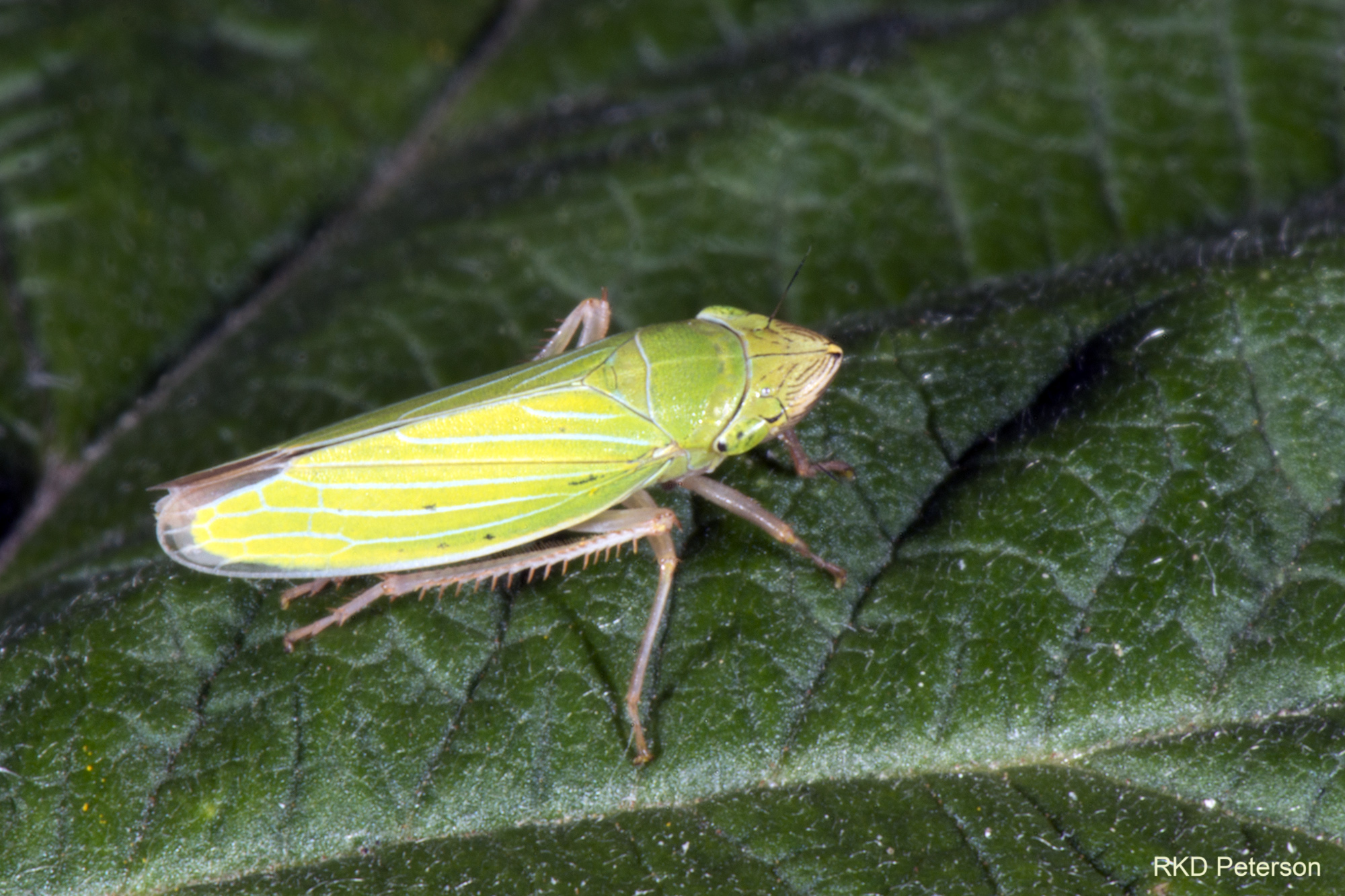 cicadellid sp.