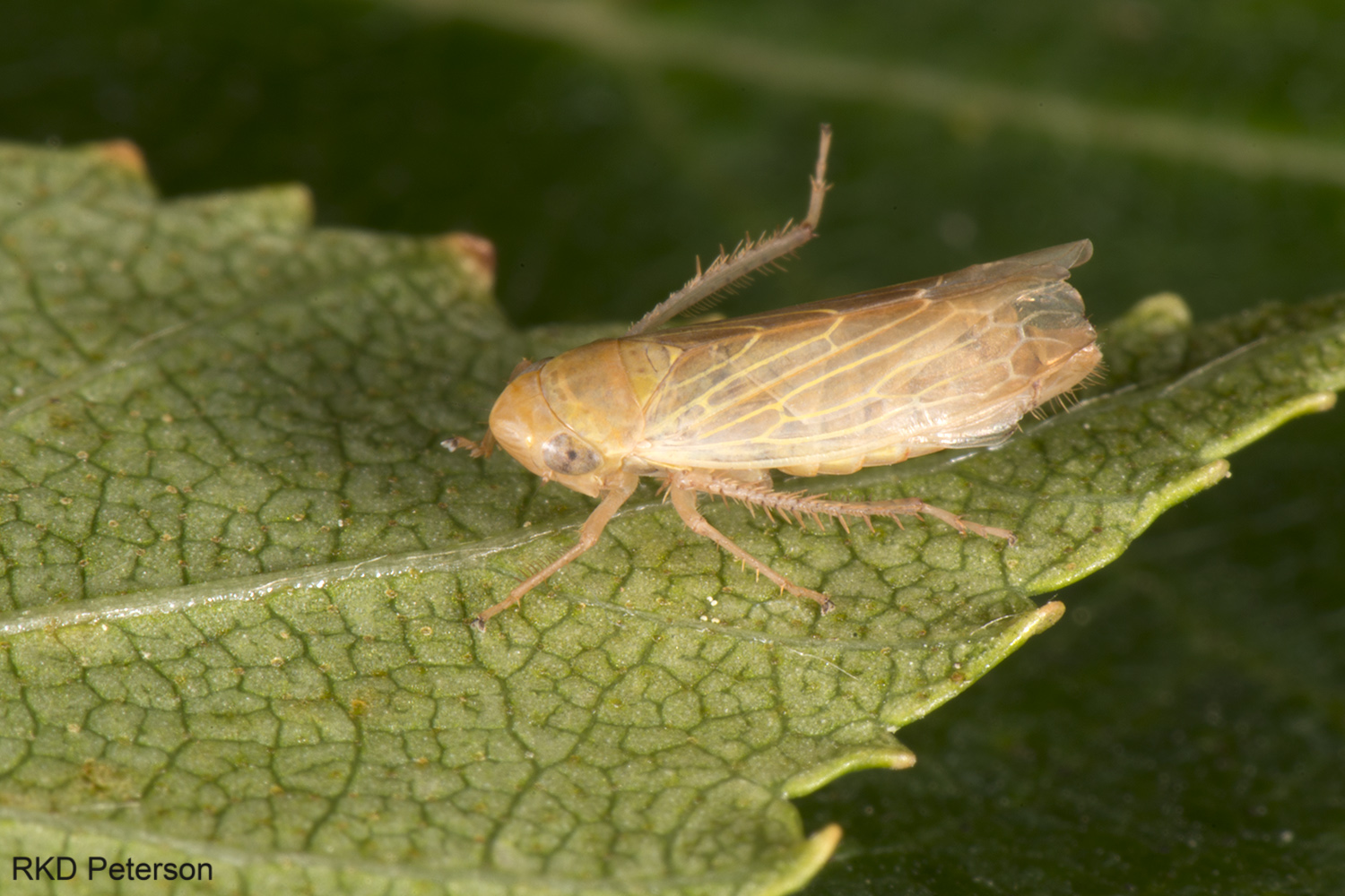 cicadellid sp.