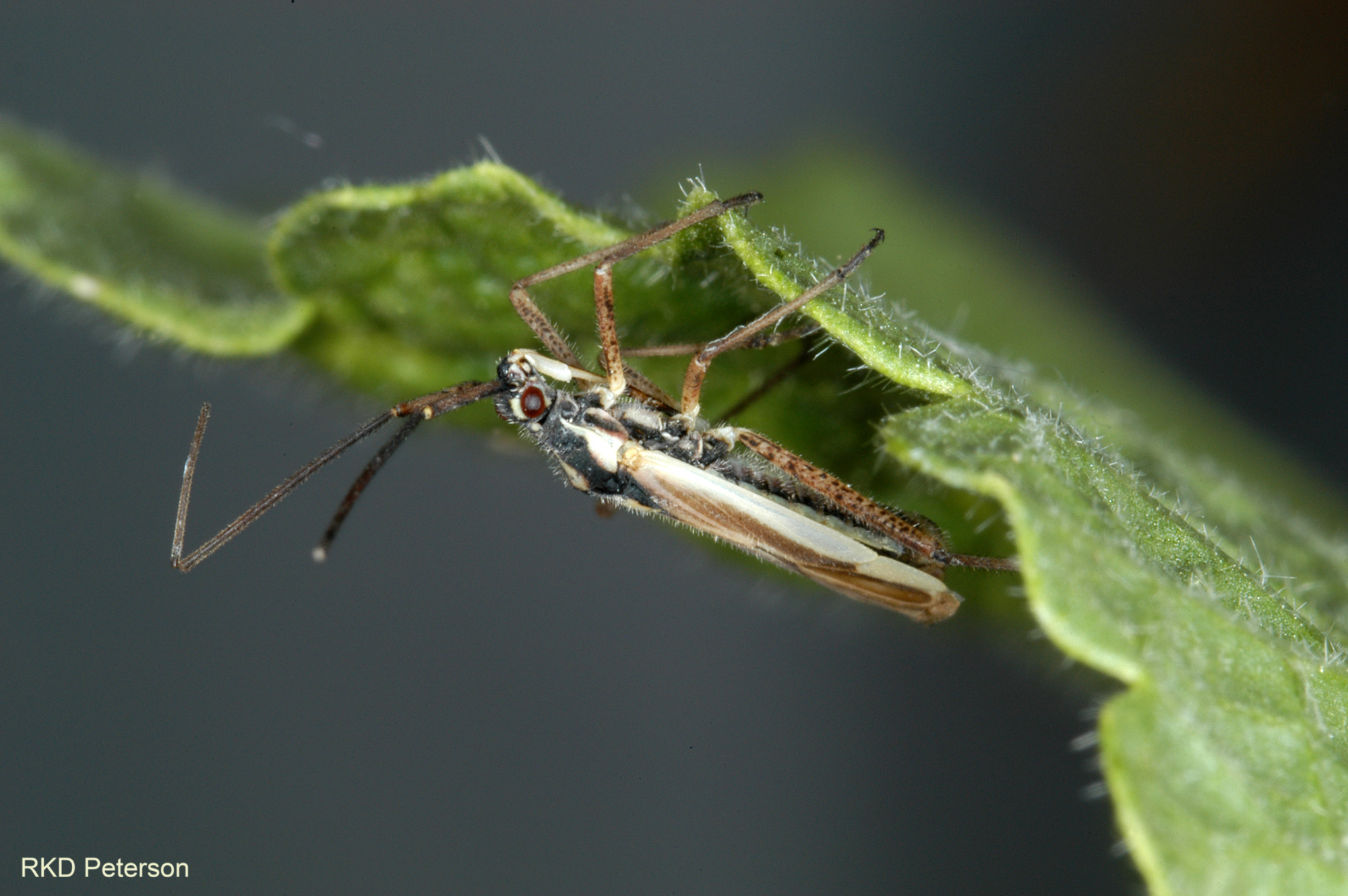 Leptopterna ferrugata