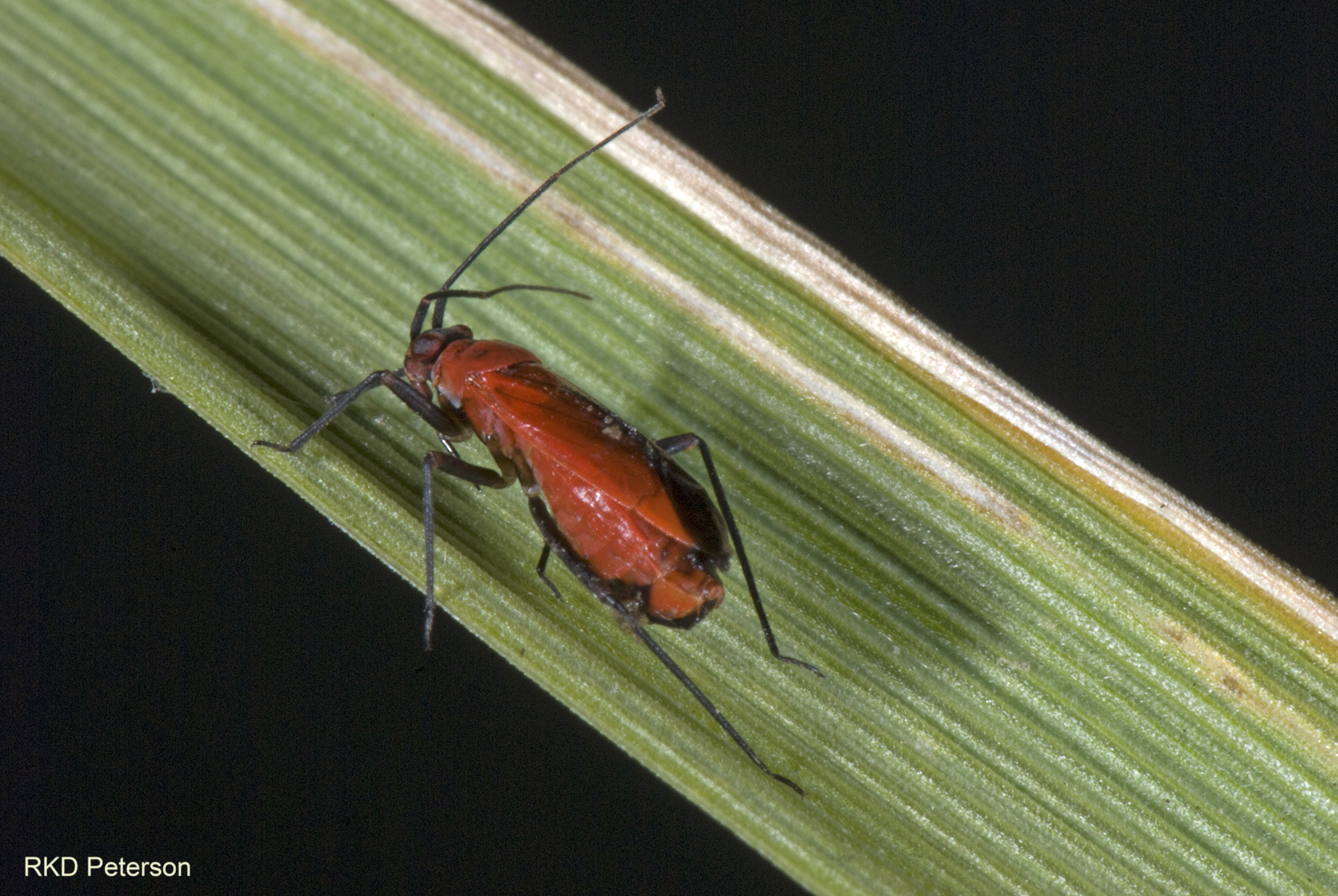 Lopidea sp.